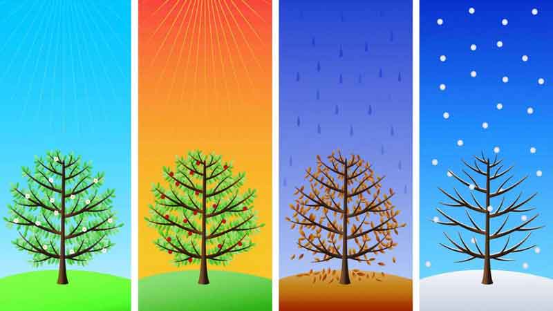 albero-quattro-stagioni